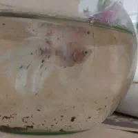 دو جفت ماهی فایتر کلکسیونی کمیاب|ماهی|مشهد, سازمان آب|دیوار