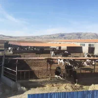 استخدام کارگر گاوداری