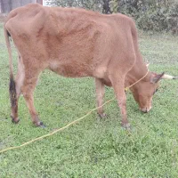 گاو گیل دورگ ۳ماه حامله