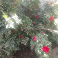 سلام امورات شخصی انجام میدم