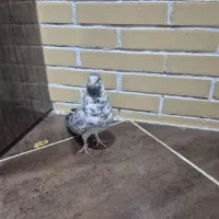 کبوتر|پرنده|سیرجان, |دیوار