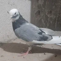 جوجه کبوتر و پرشی|پرنده|قم, زنبیل آباد|دیوار