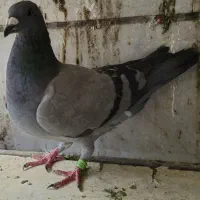کفتر پلاکی سبز مسافتی کبوتر مسافتی ابلغ سبز|پرنده|تهران, عبدل‌آباد|دیوار