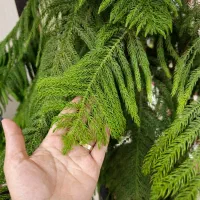 کاج مطبق