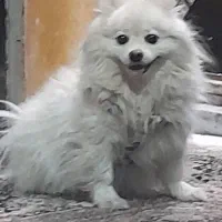 پامرین عروسکی|سگ|پاکدشت, پاکدشت (مامازند)|دیوار