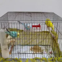 سه مرغ عشق جوان