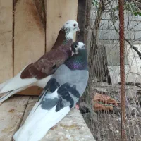 ۶ عدد کبوتر آث