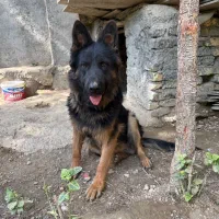 سگ گمشده|حیوانات|مشهد, ثامن|دیوار