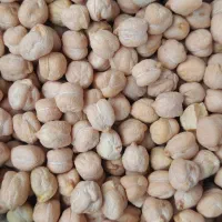 نخوده سفید بوجاری