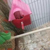 فنچ یک جفت با چهار تخم قلعه تل