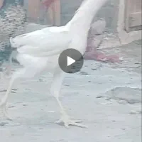 چهارتاخروس وزد
