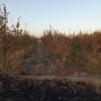 گاوداری گلخانه  13هزار متر چناران|فروش دفتر صنعتی، کشاورزی، تجاری|چناران, |دیوار
