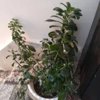 گل طبیعی|گل و گیاه طبیعی|محمدیه-قزوین, |دیوار