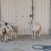 بره ماده سه عدد پلنگی|حیوانات مزرعه|بروجرد, |دیوار