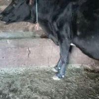 گاوآبستن سنگین