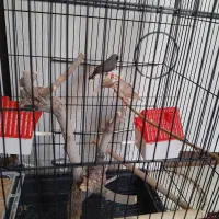 فنج|پرنده|اصفهان, شهرک آزمایش|دیوار