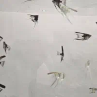 انجل|ماهی|گرگان, |دیوار