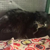 واگذاری گربه رایگان . سالم و واکسینه|گربه|اصفهان, سروستان|دیوار