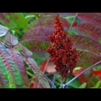 طلای سرخ هوراند تبریز