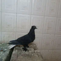 پلنگ،کلاغ،زاغ دمسفید کلاهی کفتر|پرنده|کرمان, |دیوار