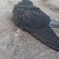 2عدد جوجه کفتر گمشده