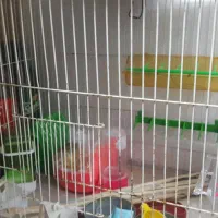 دوعدد قفس تمیز ومرتب|لوازم جانبی حیوانات|شیروان (خراسان), |دیوار