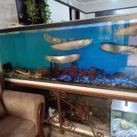 اکواریم وماهی