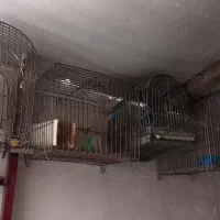 قفس|لوازم جانبی حیوانات|اراک, |دیوار