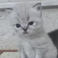 خانواده گربه ها با چند تا چشم ابی قشنگ