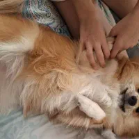 سگ پامر روباهی|سگ|شاهینشهر, گزبرخوار|دیوار