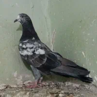 کفتر پرشی چند عدد و یک عدد نر مسافتی|پرنده|تهران, شهرک زینبیه|دیوار