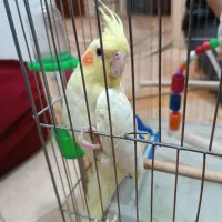 عروس هلندی نر لوتیتو ۷ماهه|پرنده|قم, شاه ابراهیم|دیوار