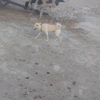 پاکوتا و سراب