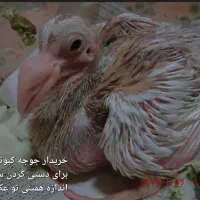 جوجه کبوتر پیدا شده