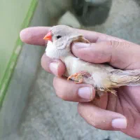 فنچ ماده جامبو انگلیسی