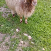 وزن درجه یک