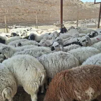 بره فروشی کوهستان بره درجه یک عالی