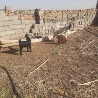 ۲عدد بز زاییده ۲قلو