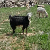 اهواز