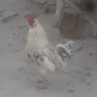 خروس گلین جوان