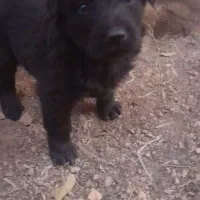 توله های سگ قدرجونی نروماده|سگ|قزوین, |دیوار