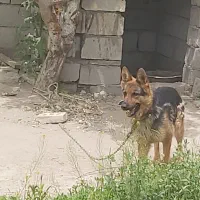 سگ ژرمن شپرد ماده