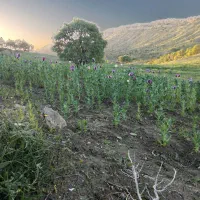 به دو کارگر نیازمندیم برای فردا