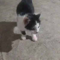 یک عدد گربه واگذاری|گربه|لاهیجان, یوسف آباد|دیوار