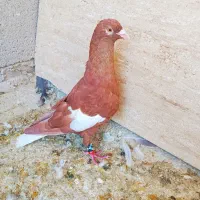 سرک سرخ دم سفید|پرنده|شیراز, ریاستی|دیوار