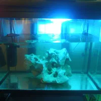 آکواریوم شرکتی هایلا