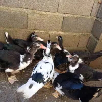 اردک اسرائیلی|حیوانات مزرعه|تالش, هشتپر|دیوار