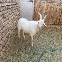 کره نر سانن اصل