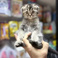 گربه بریتیش دوماه پرشین اسکاتیش|گربه|تبریز, |دیوار