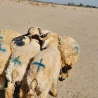 ۱۲راس بره نر قلمدار|حیوانات مزرعه|جیرفت, |دیوار